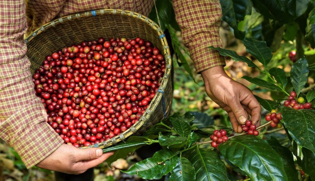 EL FUTURO DEL CAFÉ